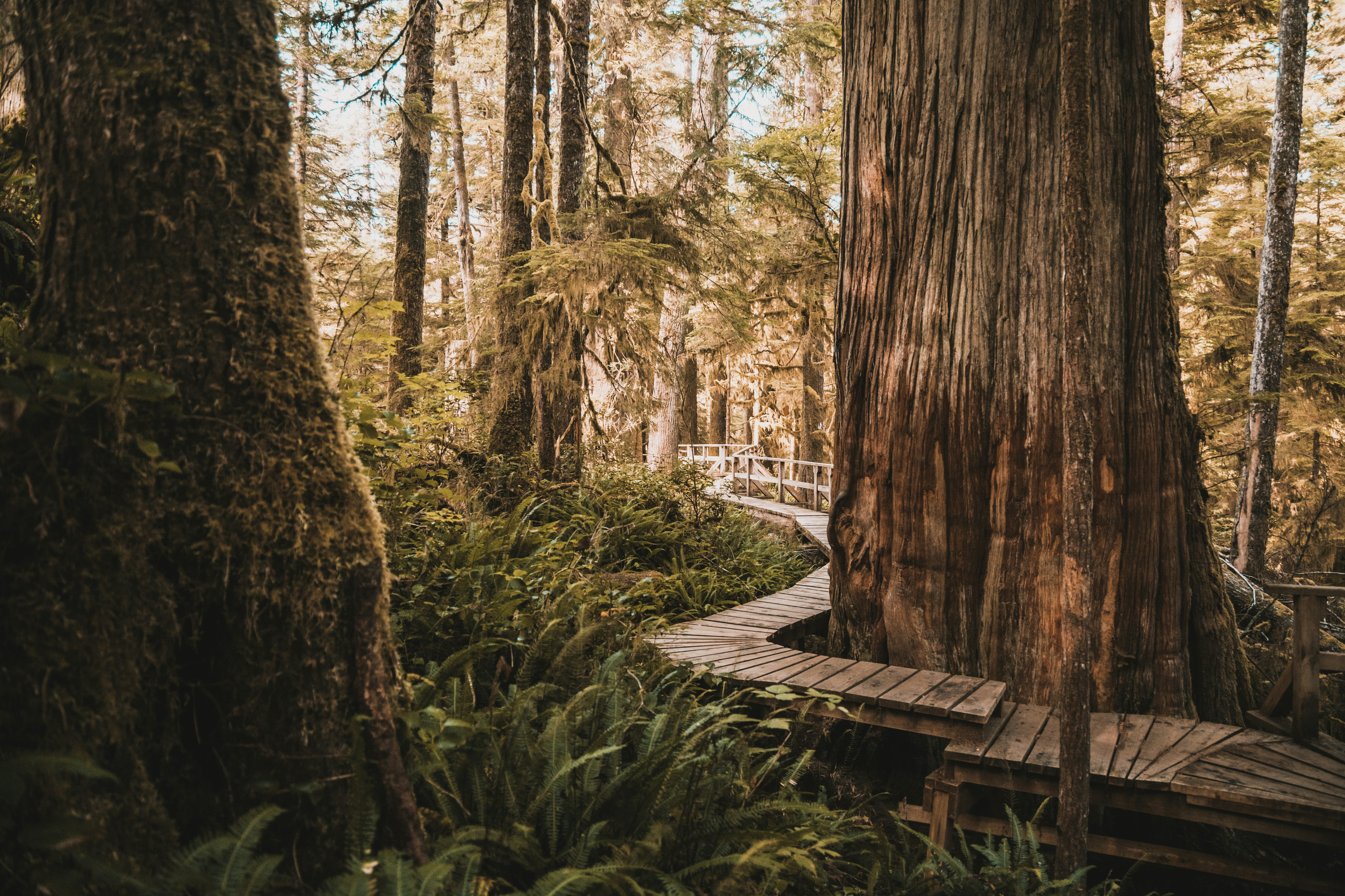 jalan setapak kayu di tengah hutan
