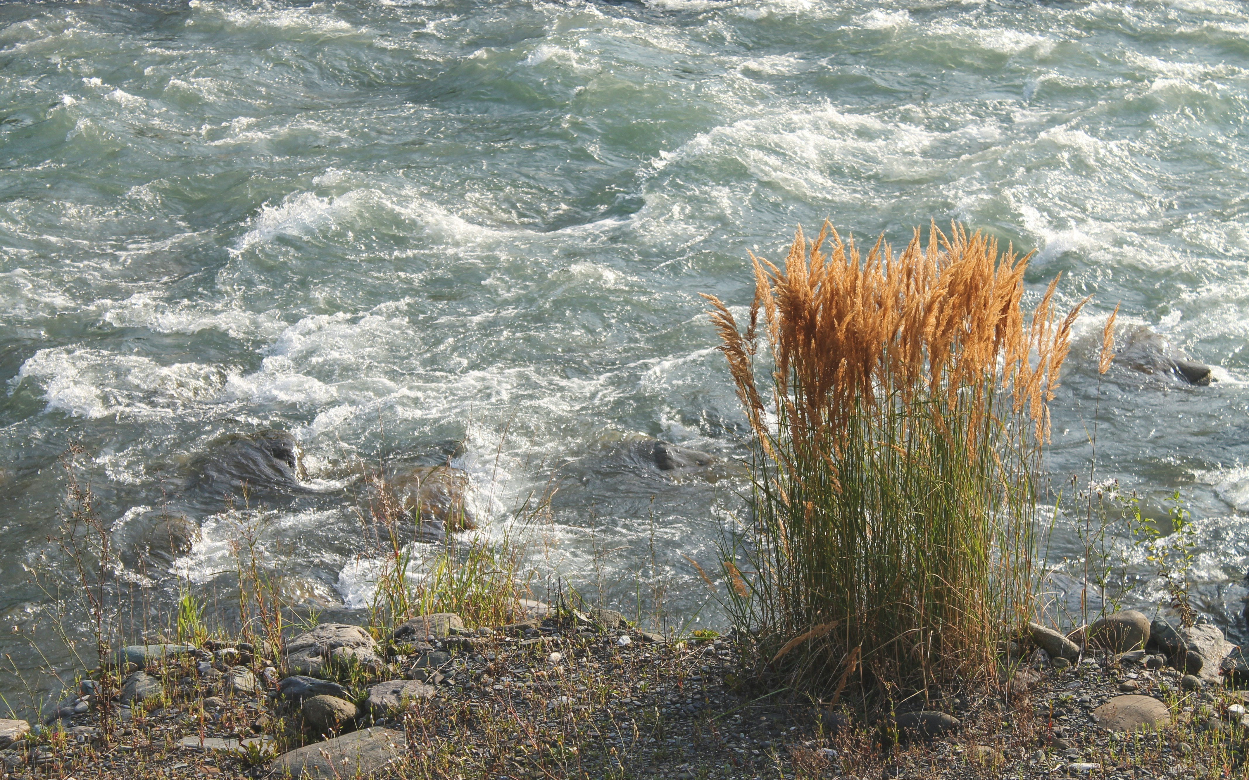 a bunch of plants that are by some water
