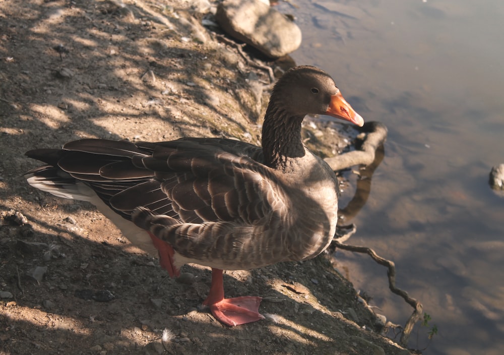 a duck standing on a rock next to a body of water