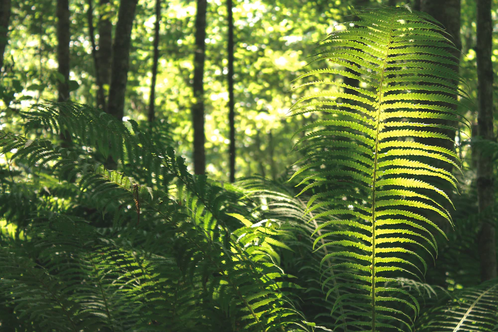 Sunlit green fern fronds within a forest