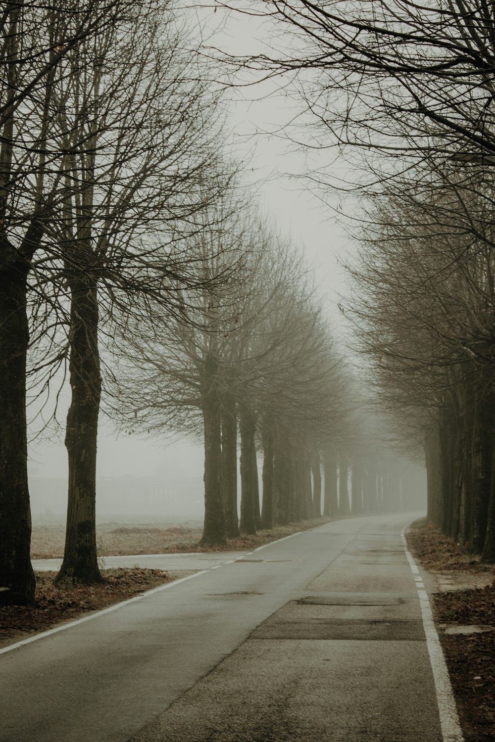 a foggy road lined with trees on both sides