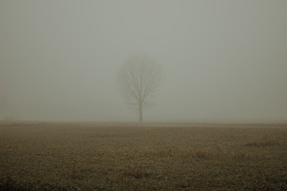 a lone tree in a field on a foggy day