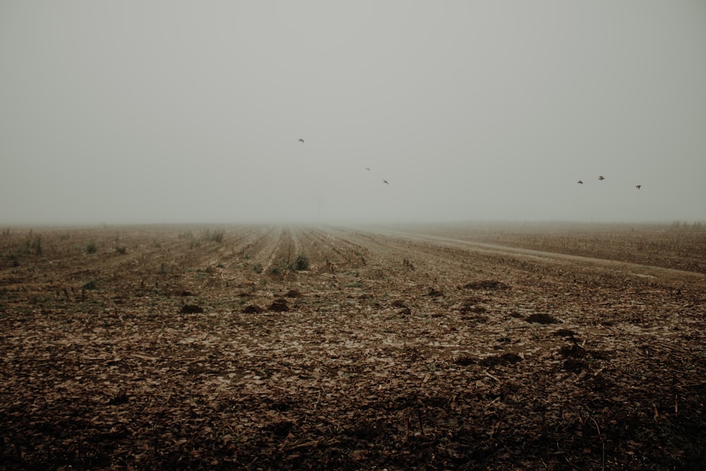a foggy field with birds flying in the distance
