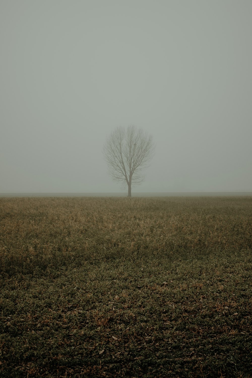 Un árbol solitario en un campo en un día de niebla