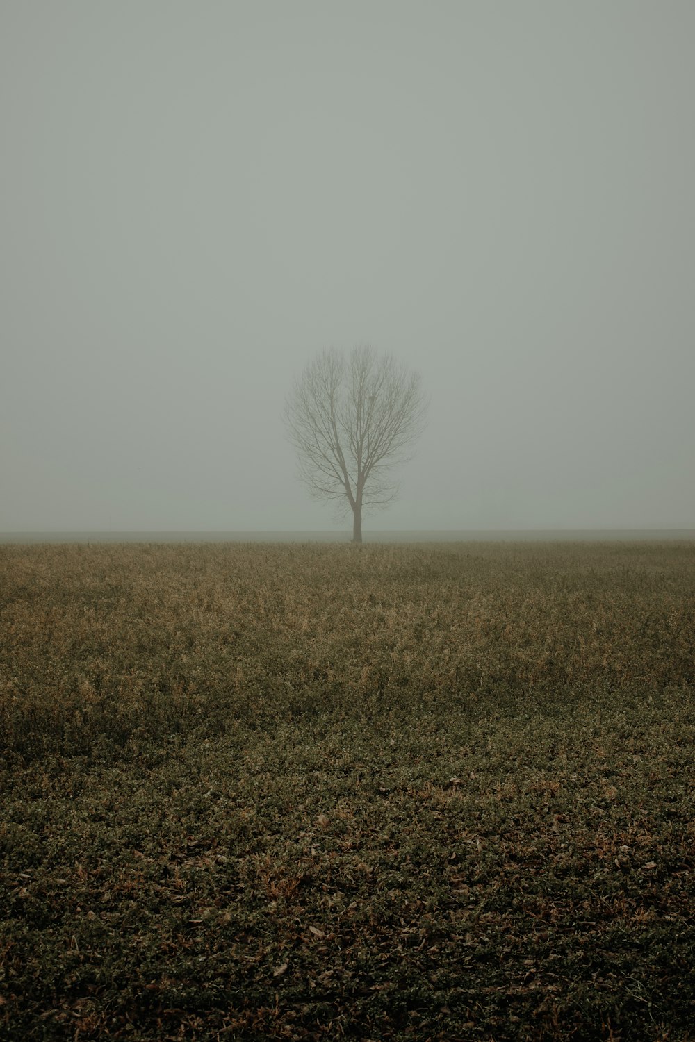 a lone tree in a field on a foggy day