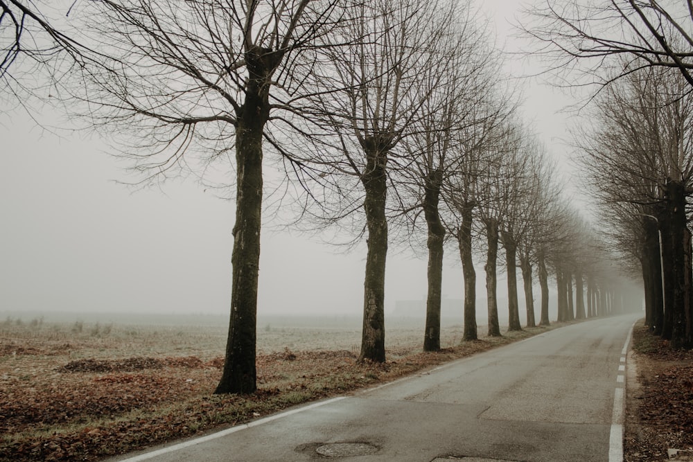 a road lined with trees on a foggy day