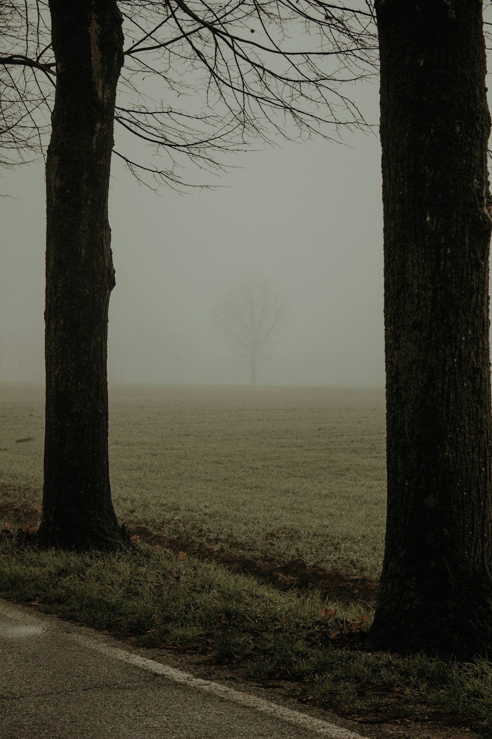 two trees on a foggy day in a field