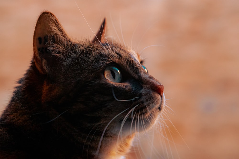 a close up of a cat with a blurry background