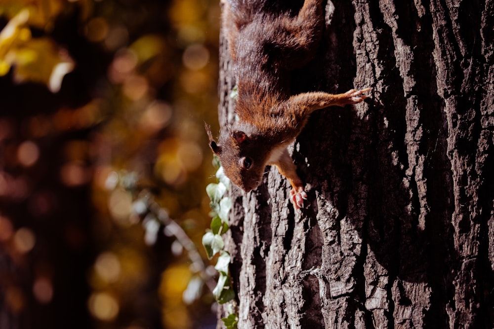 a squirrel climbing up the side of a tree