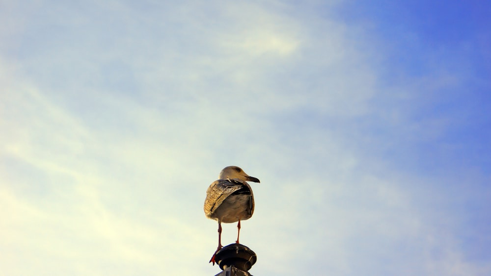 a bird is standing on top of a pole