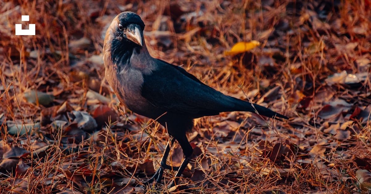 Foto zum Thema Ein schwarzer Vogel steht auf einem trockenen Grasfeld