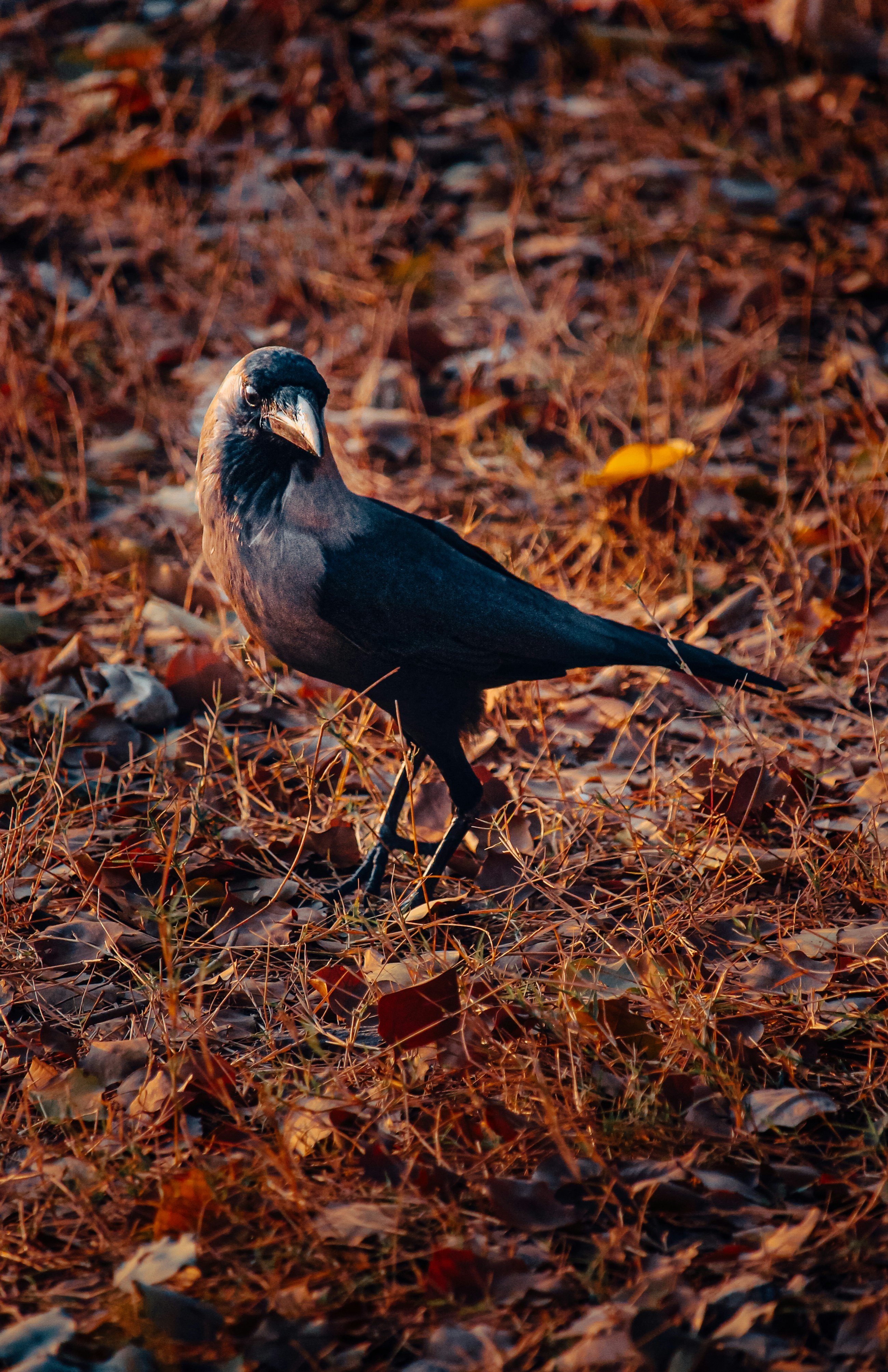 Photo by beingfarooq247365