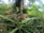 A ripe pineapple grows in lush tropical greenery, surrounded by broad leaves and tall palm trees. The setting appears to be a dense, natural plantation or garden.