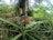 A ripe pineapple grows in lush tropical greenery, surrounded by broad leaves and tall palm trees. The setting appears to be a dense, natural plantation or garden.