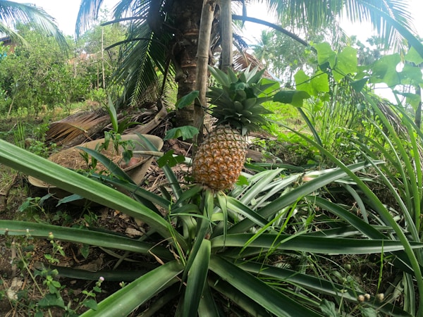 Descubriendo la Piña Agroforestal en Oxapampa