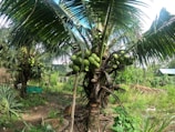 A lush tropical garden with several coconut trees bearing green coconuts. The ground is covered with grass and small plants, and the area appears well-maintained. In the background, there is a glimpse of a house with a tin roof.