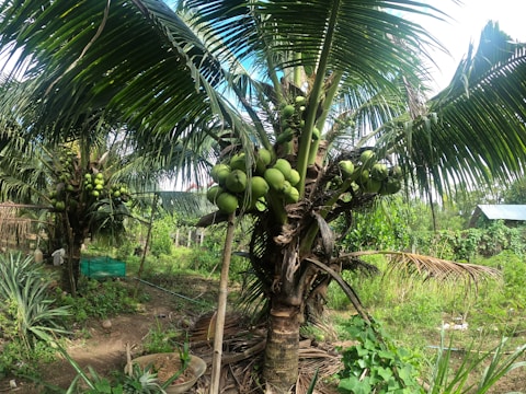 A lush tropical garden with several coconut trees bearing green coconuts. The ground is covered with grass and small plants, and the area appears well-maintained. In the background, there is a glimpse of a house with a tin roof.