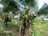 A lush tropical garden with several coconut trees bearing green coconuts. The ground is covered with grass and small plants, and the area appears well-maintained. In the background, there is a glimpse of a house with a tin roof.