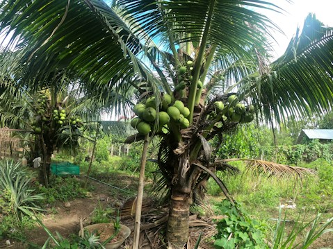 A lush tropical garden with several coconut trees bearing green coconuts. The ground is covered with grass and small plants, and the area appears well-maintained. In the background, there is a glimpse of a house with a tin roof.