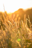 Soft rays of sunset casting a golden glow over a peaceful meadow.