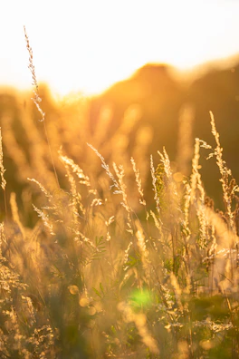 Soft rays of sunset casting a golden glow over a peaceful meadow.