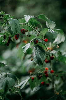 Fruit bushes lightly pruned to enhance fruit production and airflow