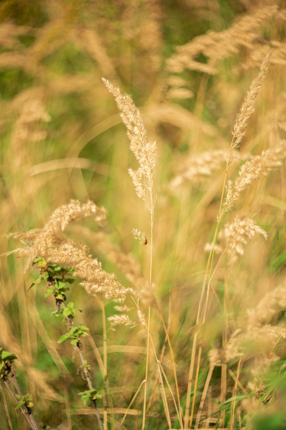 a close up of a field of tall grass