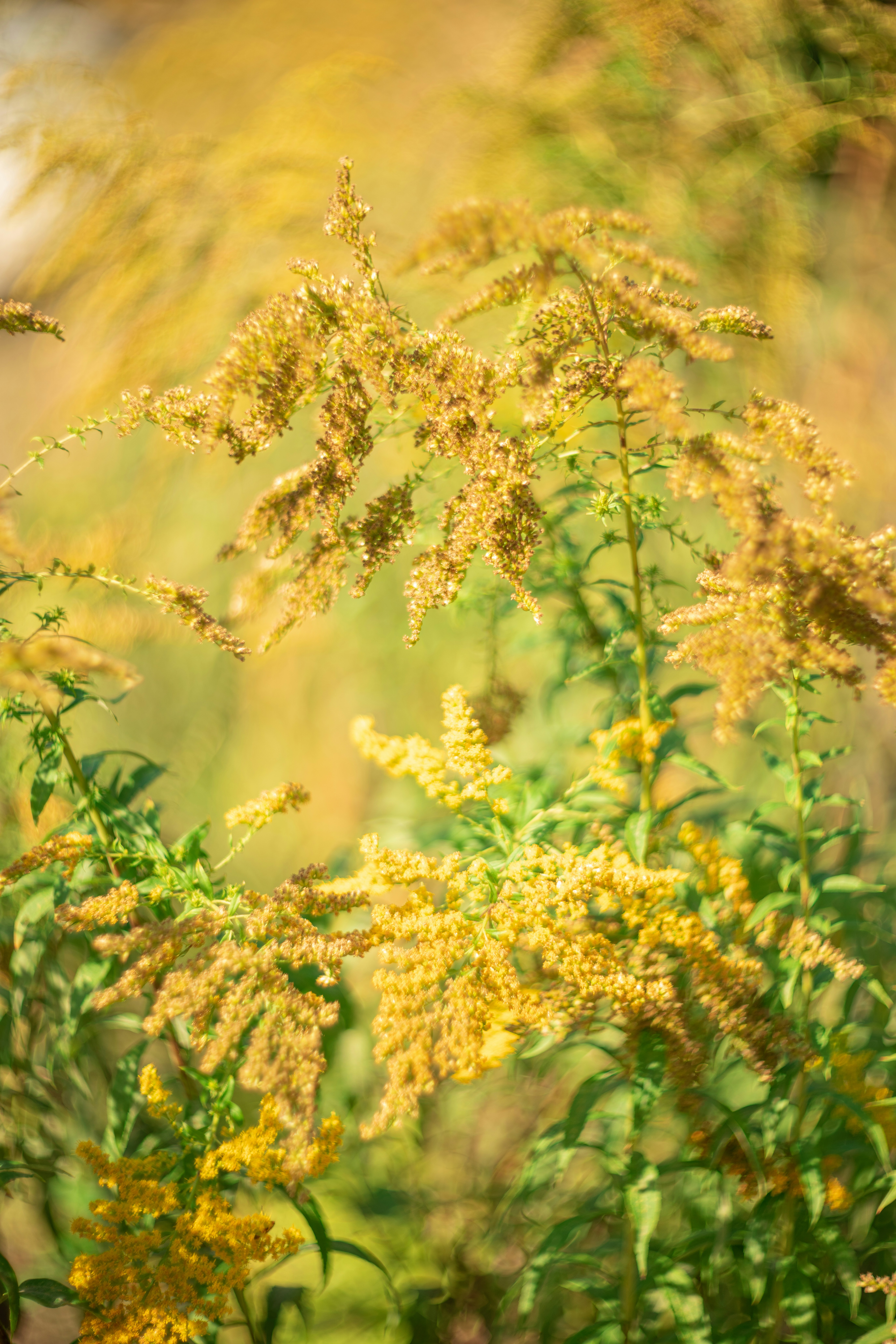 a close up of a plant with yellow flowers