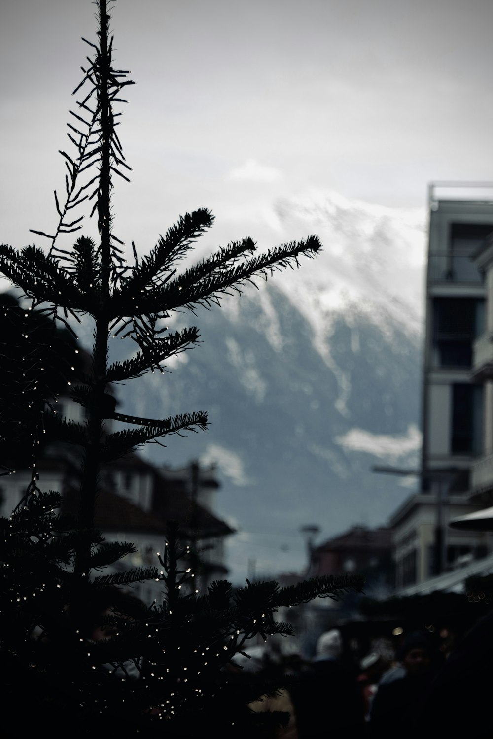 a black and white photo of a tree with a mountain in the background