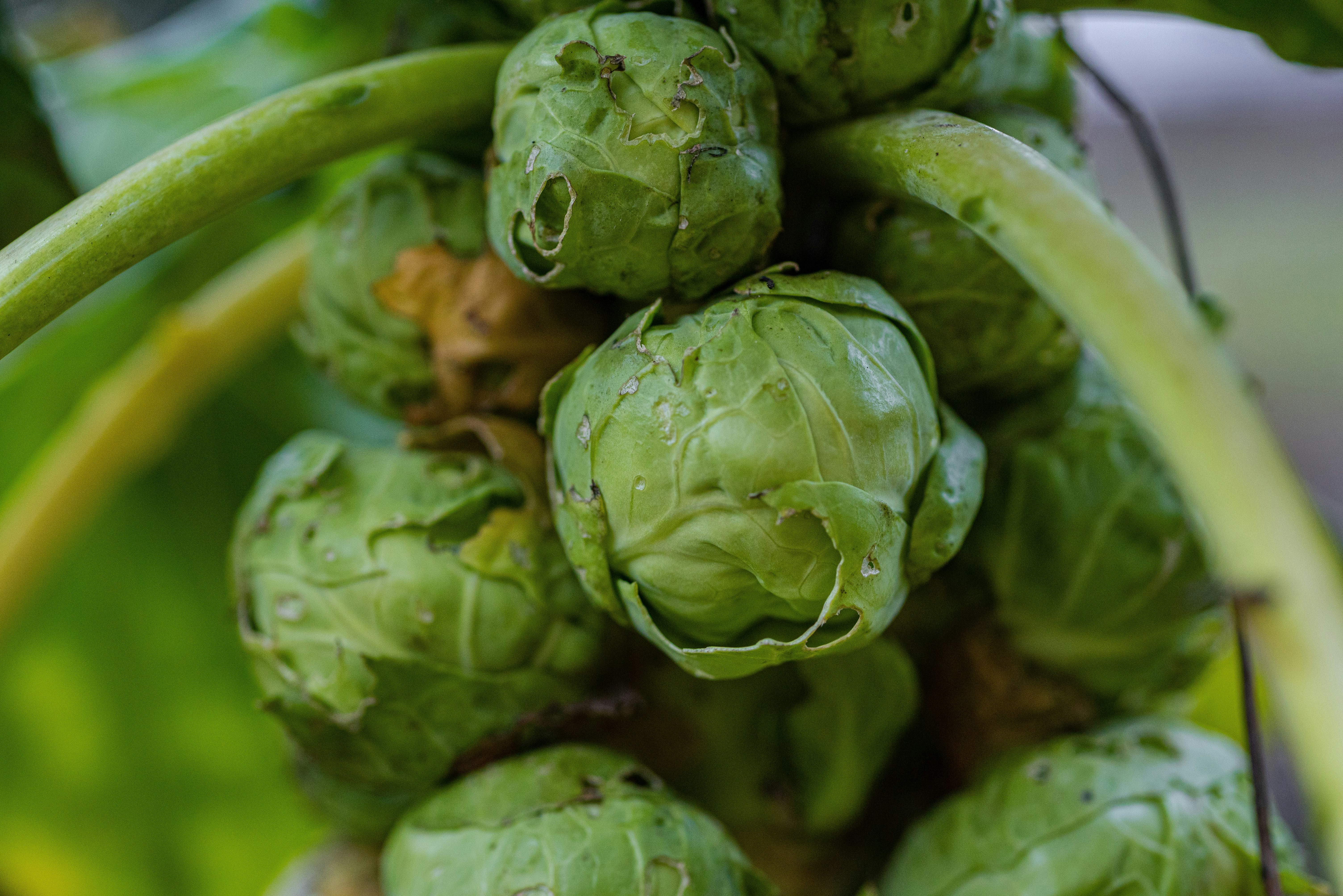 a close up of a bunch of green flowers, 