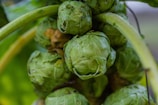 A close-up view of several green Brussels sprouts still attached to their stalk. The leaves are tightly packed, and some show signs of natural wear with slight discoloration. The image captures the textures and layers of the vegetables in a natural setting.