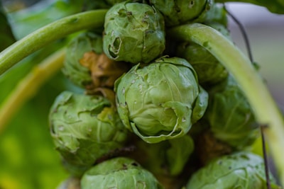 A close-up view of several green Brussels sprouts still attached to their stalk. The leaves are tightly packed, and some show signs of natural wear with slight discoloration. The image captures the textures and layers of the vegetables in a natural setting.