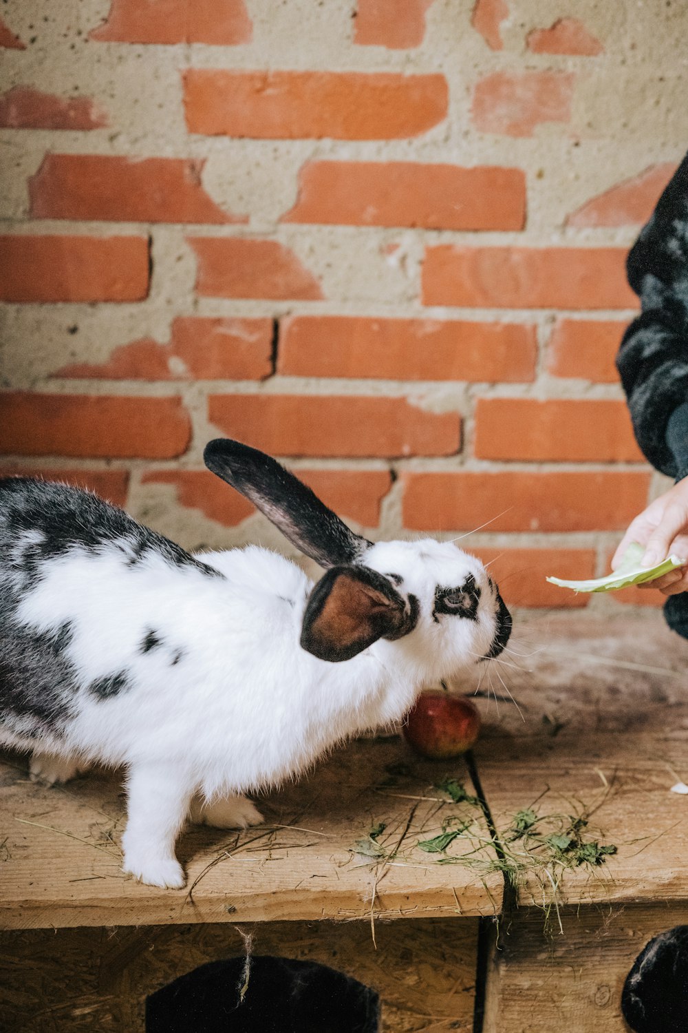 a person feeding a rabbit with a piece of food