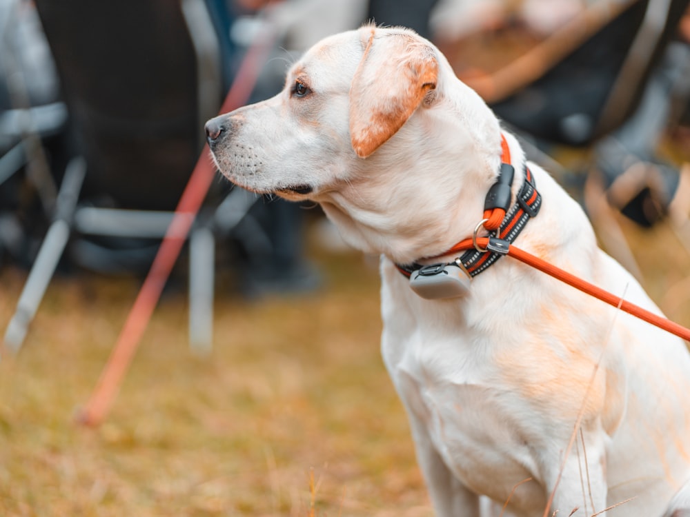 a white dog with a red leash sitting in the grass