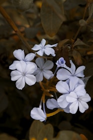 a close up of a bunch of white flowers