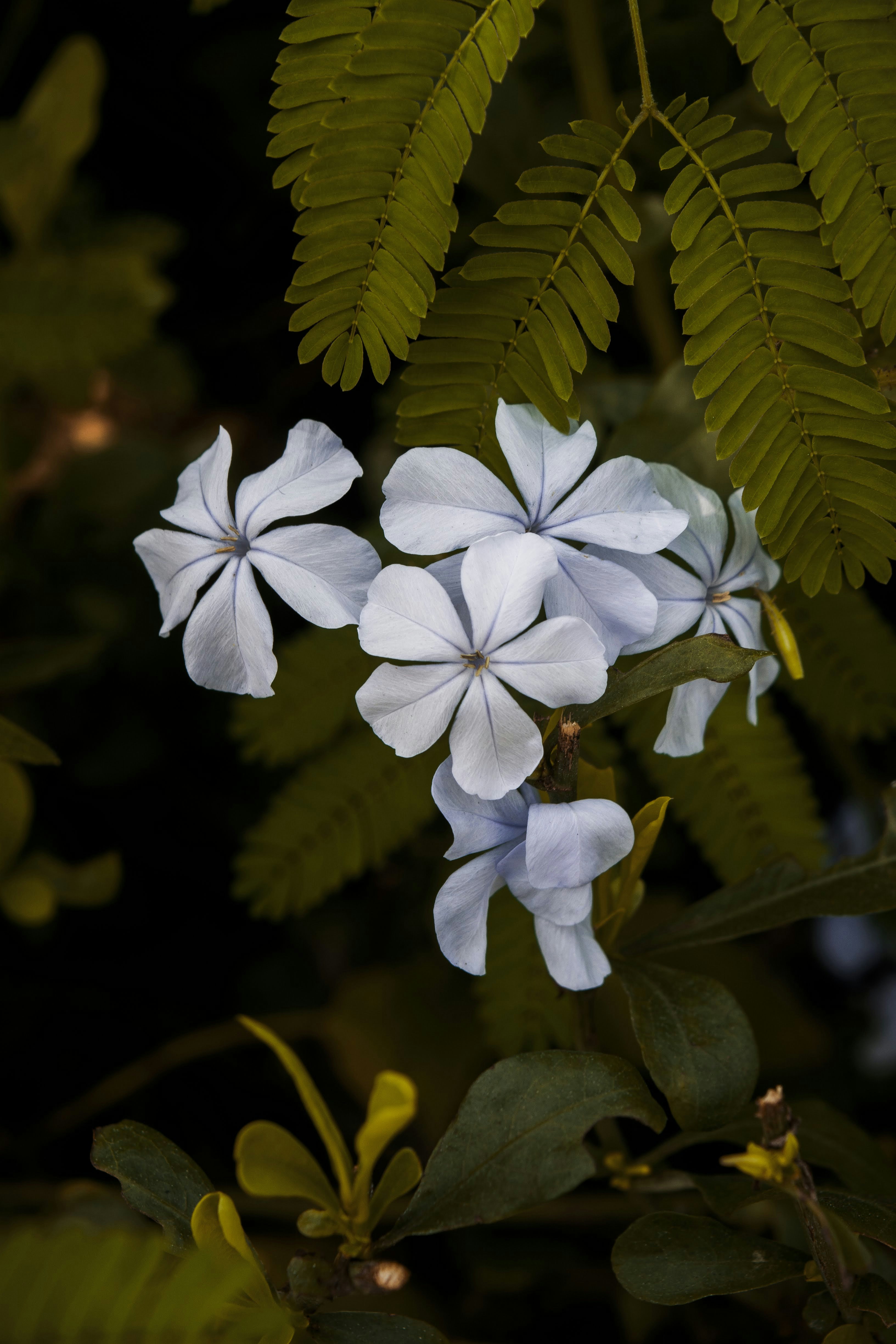 uma flor branca com folhas verdes no fundo