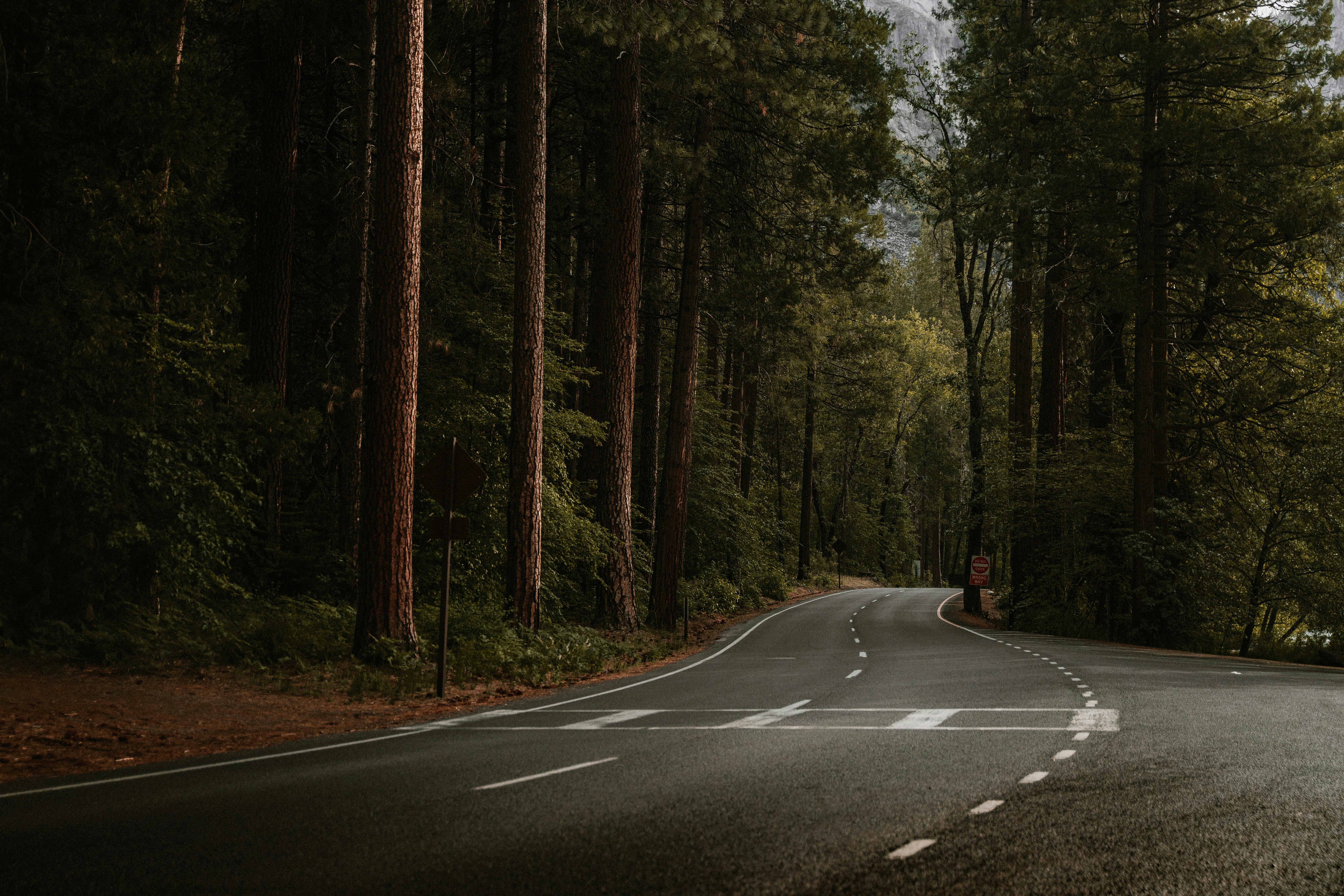 an empty road in the middle of a forest