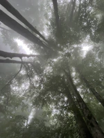 Wide shot of towering rainforest trees bathed in soft morning light with mist hovering above.