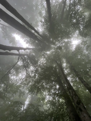Wide shot of towering rainforest trees bathed in soft morning light with mist hovering above.