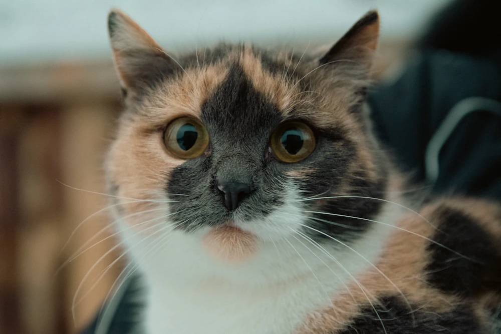 Close portrait of a curious house cat