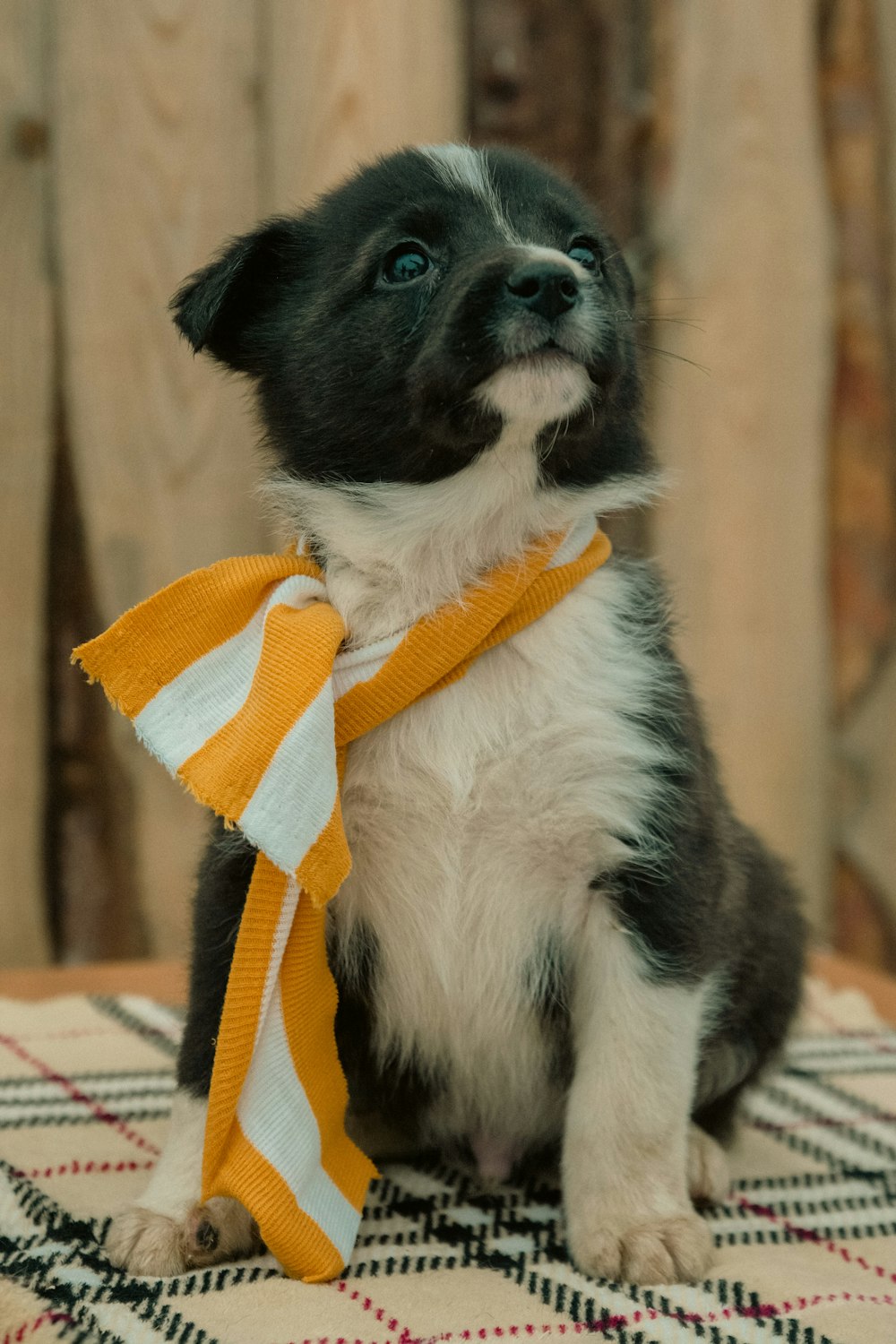 a small black and white dog wearing a yellow and white tie
