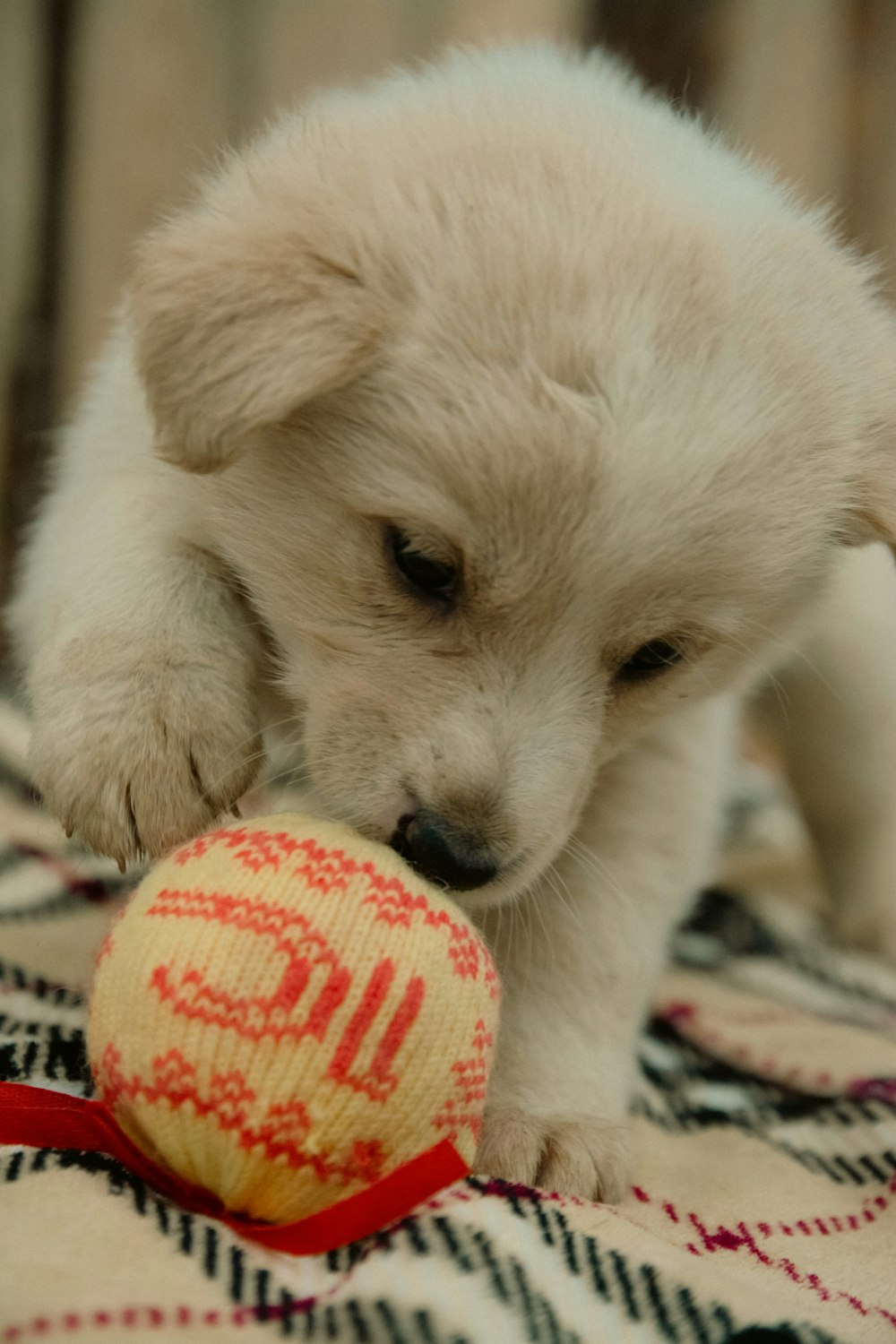 a white puppy playing with a ball on a blanket
