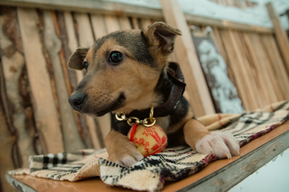 a dog is sitting on a bench with a plaid blanket