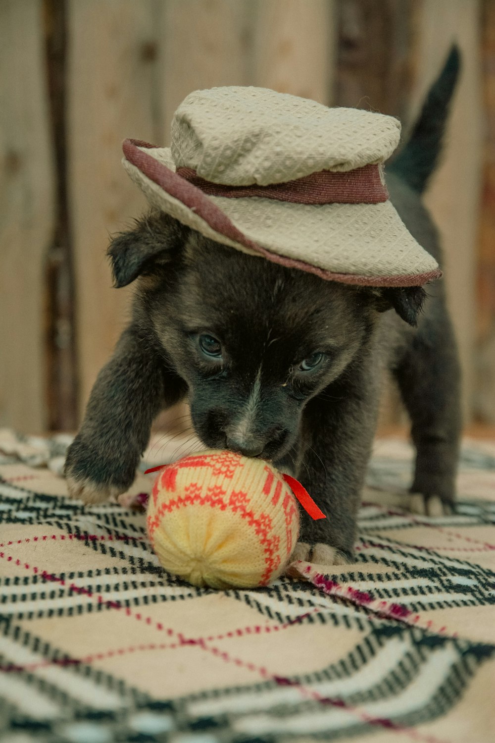 a small dog wearing a hat playing with a ball