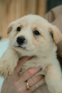 A small, fluffy puppy is being held gently by a human hand. The puppy has light beige fur and dark, expressive eyes. The background appears to be blurred, focusing attention on the puppy's face.