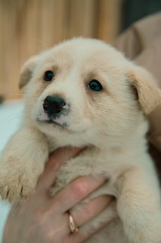 A small, fluffy puppy is being held gently by a human hand. The puppy has light beige fur and dark, expressive eyes. The background appears to be blurred, focusing attention on the puppy's face.