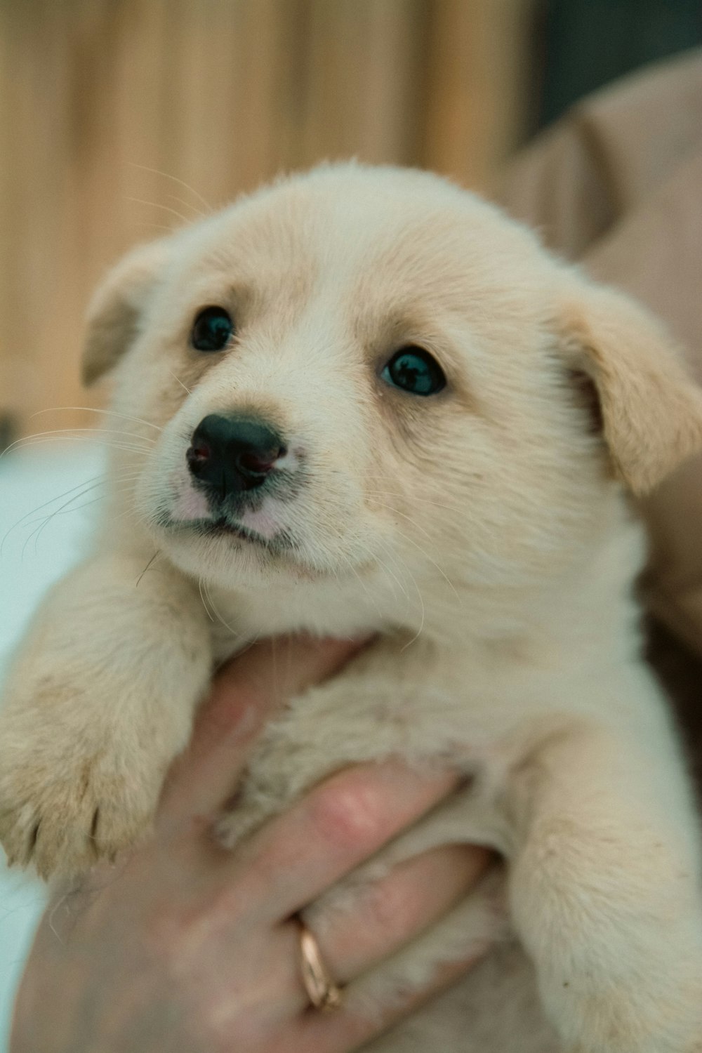 a person holding a puppy in their arms