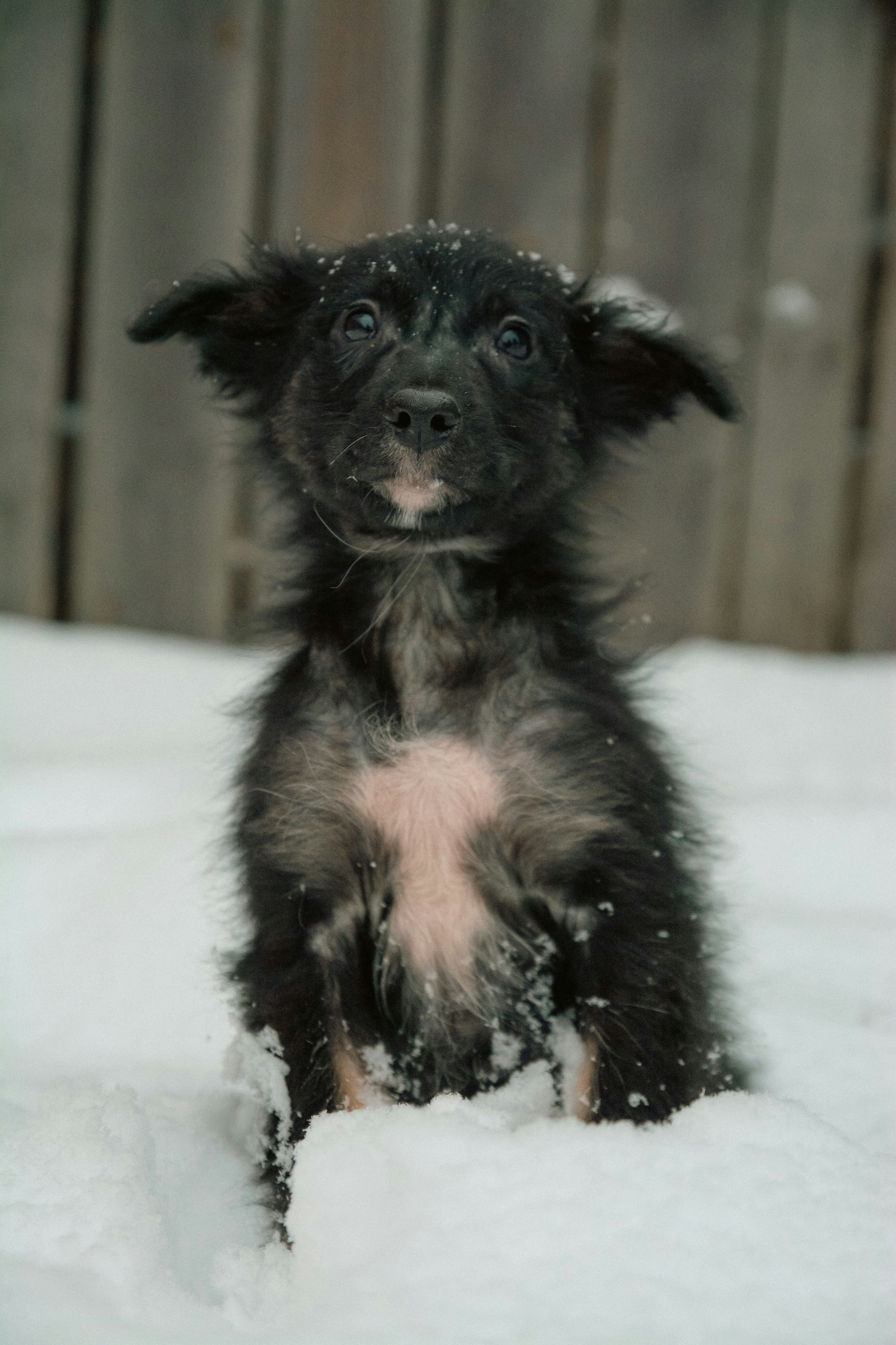 Un cachorro blanco y negro sentado en la nieve foto – Imagen de Negro  gratuita en Unsplash, image size:3000x4500