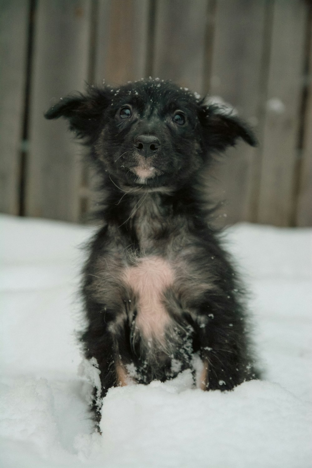 a black and white puppy sitting in the snow