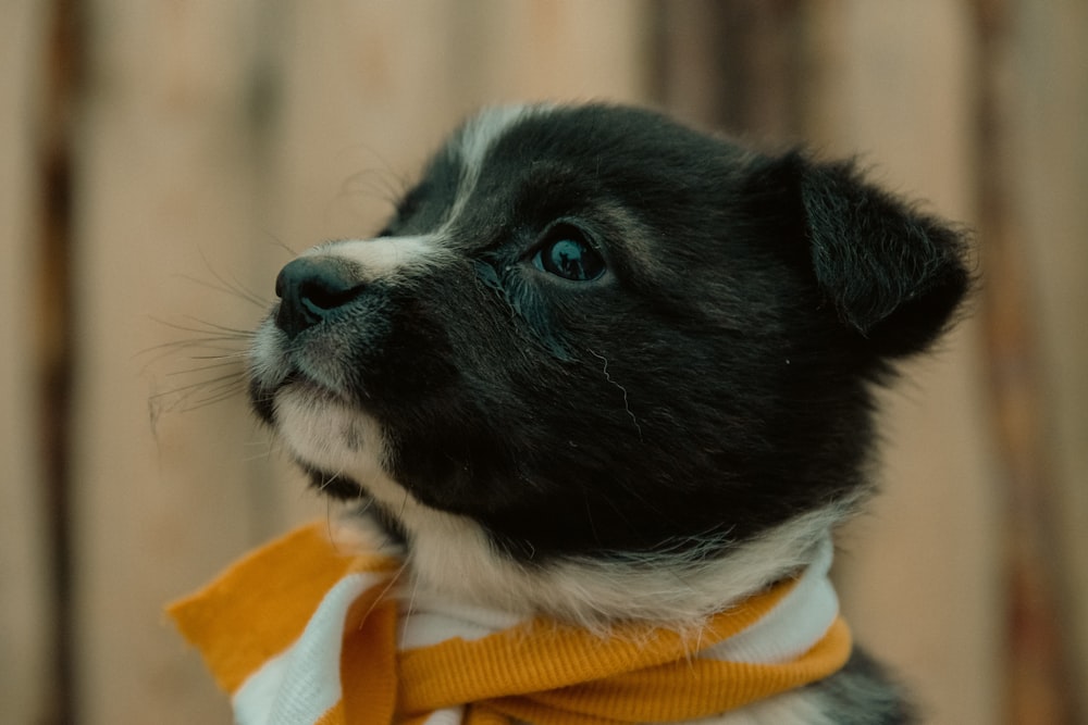 a small black and white dog wearing a yellow scarf